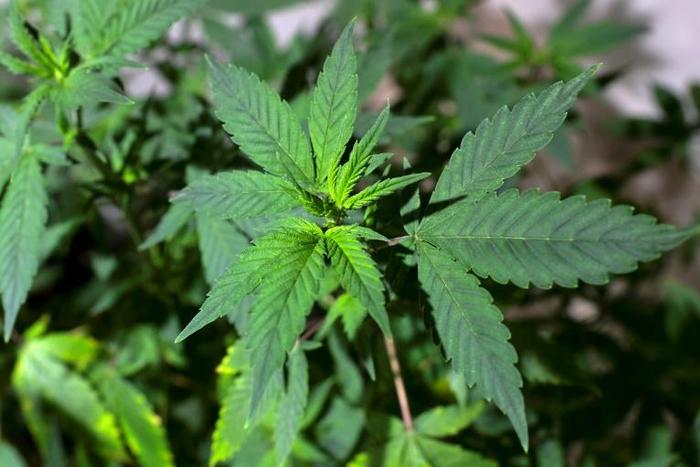 A group of economists advising the French government has urged officials to consider legalising pot as a "pragmatic" choice