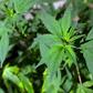 A group of economists advising the French government has urged officials to consider legalising pot as a "pragmatic" choice
