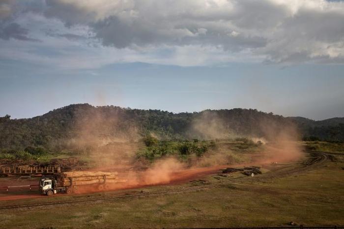 Money trees: The forestry sector is a historic pillar of Gabon's economy, accounting for 17,000 jobs and 60 percent of non-oil output