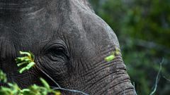 There are an estimated 7,500 elephants in the wild in Sri Lanka
