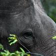 There are an estimated 7,500 elephants in the wild in Sri Lanka