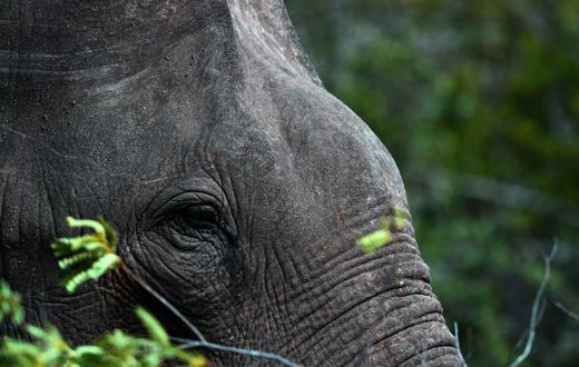 There are an estimated 7,500 elephants in the wild in Sri Lanka