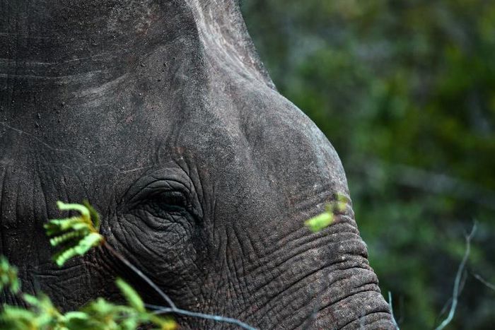 There are an estimated 7,500 elephants in the wild in Sri Lanka