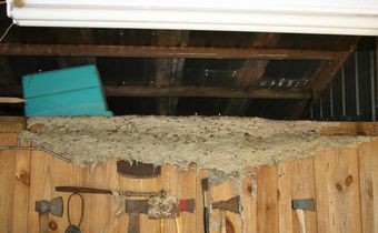 Officials Warn of Wasp 'Super Nests' in Alabama