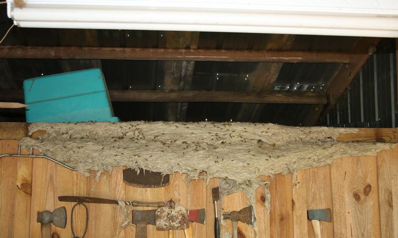 Officials Warn of Wasp 'Super Nests' in Alabama