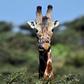 Giraffe numbers across the continent fell 40 percent between 1985 and 2015, to just under 100,000 animals