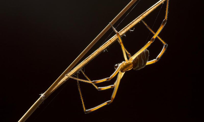 How Does a Male Black Widow Find a Mate? Follow the Other Guys