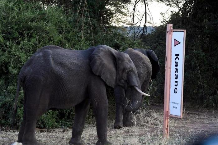 The report noted a 593 percent increase in fresh elephant carcasses since 2014 in the north of Botswana, which last month sparked controversy by lifting its ban on hunting
