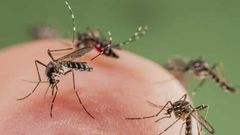 Allow mosquitoes to bite you, they need blood to feed their kids - Animal-rights activist