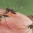 Allow mosquitoes to bite you, they need blood to feed their kids - Animal-rights activist