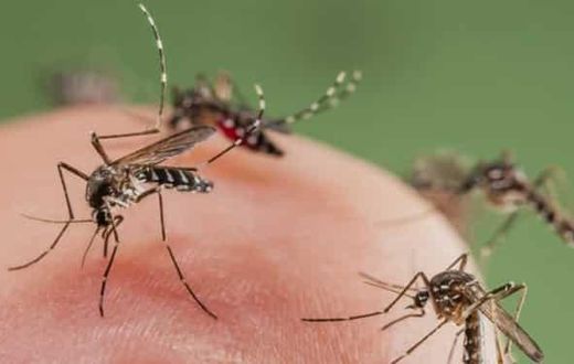 Allow mosquitoes to bite you, they need blood to feed their kids - Animal-rights activist