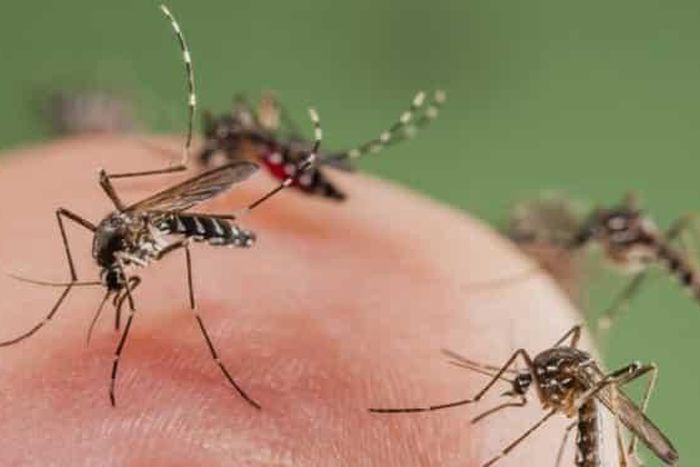 Allow mosquitoes to bite you, they need blood to feed their kids - Animal-rights activist