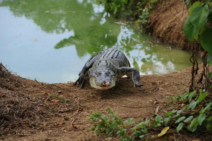 The saltwater crocodile is the world's heaviest reptile and grows to up to six metres long