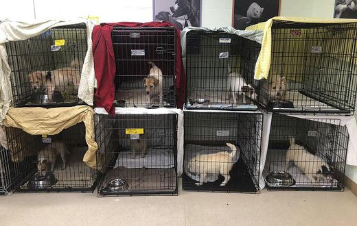 188 Sickly Dogs Are Rescued From Breeders Whose 'Hobby Turned Bad'