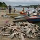 A young fisherman lands his catch at Lambarene