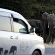 Botswana's lifting of a five-year-old blanket hunting ban is a welcome move to those who fear attacks by roaming elephants