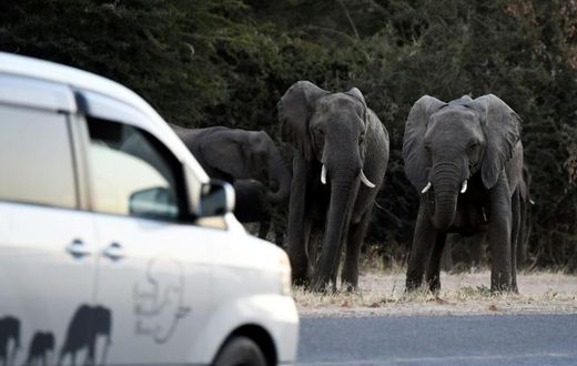 Botswana's lifting of a five-year-old blanket hunting ban is a welcome move to those who fear attacks by roaming elephants