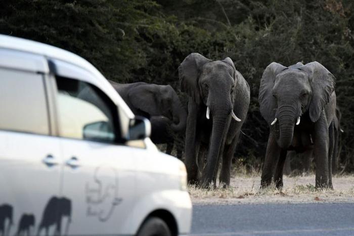 Botswana's lifting of a five-year-old blanket hunting ban is a welcome move to those who fear attacks by roaming elephants