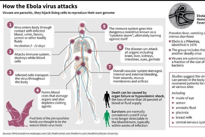 How the Ebola virus attacks the body