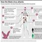 How the Ebola virus attacks the body