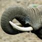 Global trade in elephant ivory has largely been outlawed since 1989 after the number of the giant mammal plunged