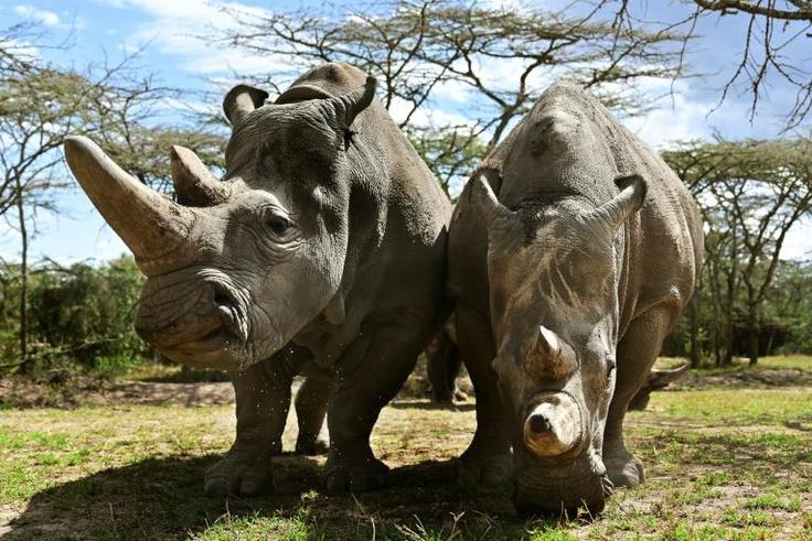 The sanctuary houses the world's last two northern white rhinos, Najin and her daughter Fatu, seen in their enclosure in the private conservancy of Ol-Pejeta in Nanyuki