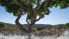 Can This Ancient Greek Medicine Cure Humanity?
