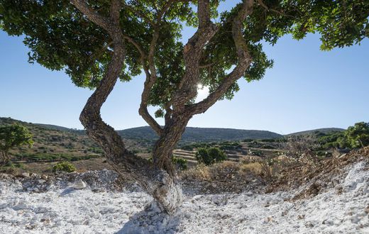 Can This Ancient Greek Medicine Cure Humanity?
