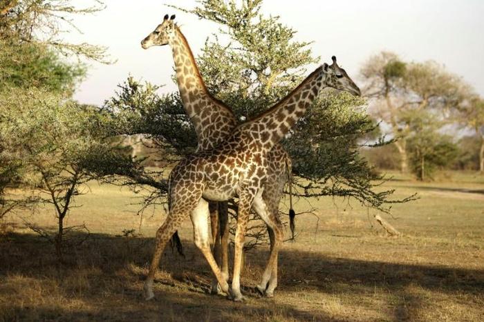 Wildlife haven: The Selous Game Reserve in southern Tanzania, where the government wants to build a hydro-electric dam