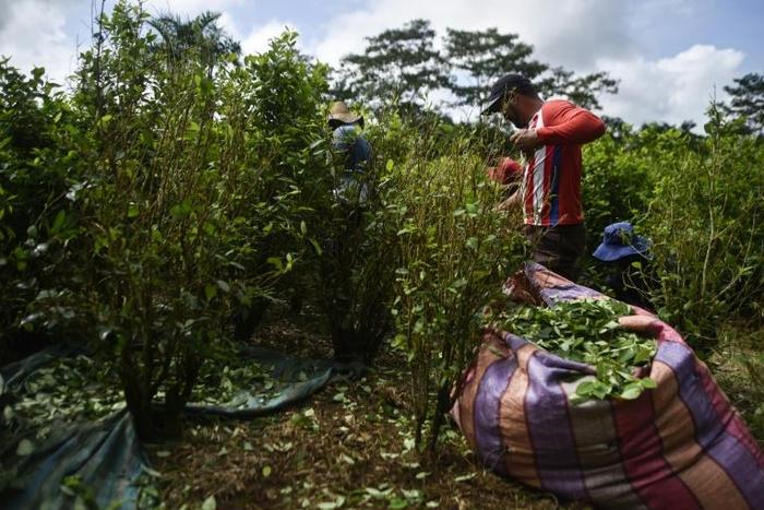 Peasants harvest coca leaves in Vallenato, a rural area of the Tumaco municipality in Colombia's southwest Narino department in 2018
