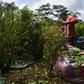 Peasants harvest coca leaves in Vallenato, a rural area of the Tumaco municipality in Colombia's southwest Narino department in 2018