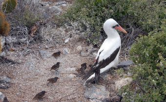 The Vampire Birds of the Galápagos Have Fascinating Inner Lives