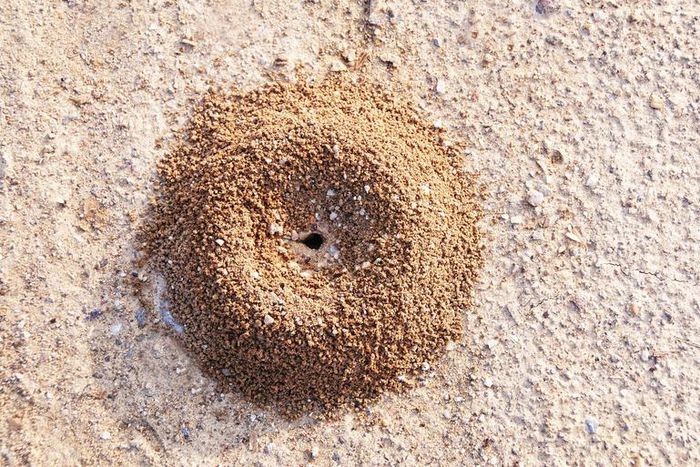 Dr. Pimple Popper Squeezes Dilated Pore of Winer