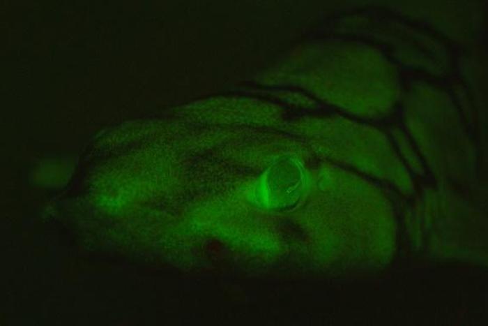 This image taken in 2015 by David Gruber, a professor at City University of New York, shows a glowing chain catshark at Scripps Canyon off the coast of San Diego California
