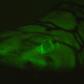This image taken in 2015 by David Gruber, a professor at City University of New York, shows a glowing chain catshark at Scripps Canyon off the coast of San Diego California