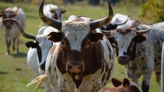 Ugandan government to start issuing birth certificates to cattle from September this year