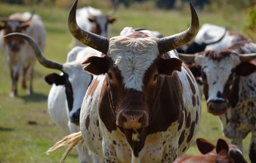 Ugandan government to start issuing birth certificates to cattle from September this year