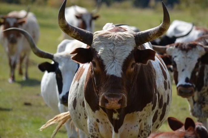 Ugandan government to start issuing birth certificates to cattle from September this year