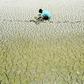 Large areas of India have been hit by drought, leaving millions dependent on water trucks and adding to the misery of farmers in states such as Tamil Nadu, Maharashtra and Karnataka