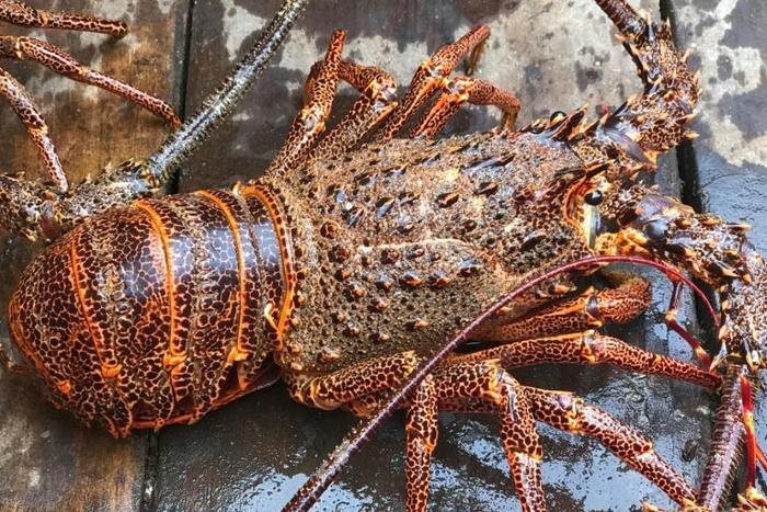 Shellfish including lobster are forbidden under Jewish kosher dietary rules