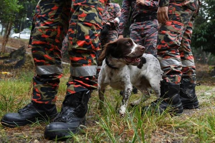 Rescuers are using sniffer dogs to try to find the missing teen in Malaysia