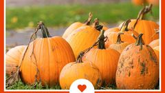 25 Fall Date Ideas That Put Dinner And A Movie To Shame