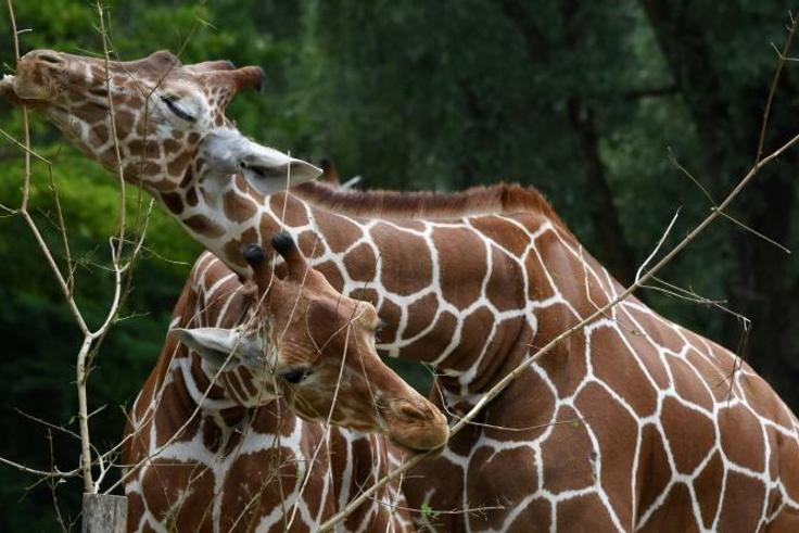 Biologists say giraffes are bisexual. In some groups, 90 percent of the acts observed are in fact homosexual in nature