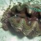 Giant clams, as seen in this 2014 file photo from Australia's Great Barrier Reef, are listed as an endangered species and protected under Thai law