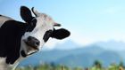 Dairy Might Actually Prevent Weight Gain