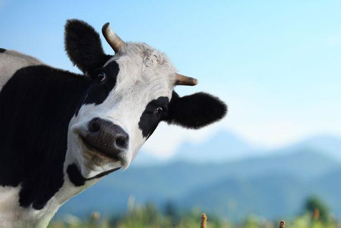 Dairy Might Actually Prevent Weight Gain