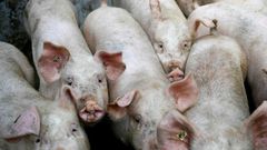 African swine fever, fatal to wild boar and pigs but harmless to humans, has cut a swathe through China, Vietnam and Mongolia