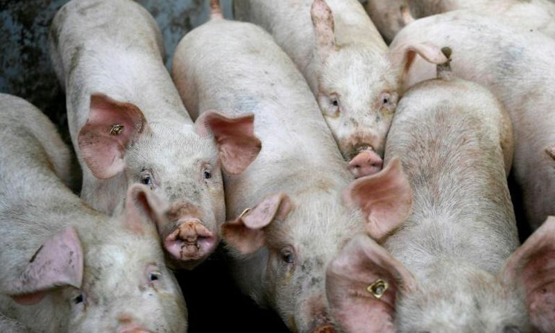 African swine fever, fatal to wild boar and pigs but harmless to humans, has cut a swathe through China, Vietnam and Mongolia