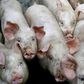 African swine fever, fatal to wild boar and pigs but harmless to humans, has cut a swathe through China, Vietnam and Mongolia