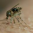 The UN says 5.7 million cases of malaria have been recorded in Burundi so far this year